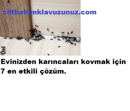 Read more about the article Karıncaları Evinizden Kovmak İçin 7 En Etkili Çözüm