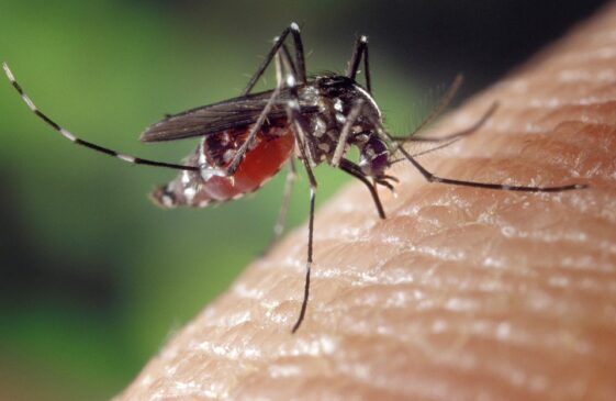 Read more about the article Sivrisinekleri sizden uzak tutacak uzmanların onayladığı doğal yöntem