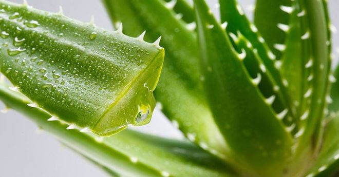 Read more about the article Aloe veranın faydaları nelerdir